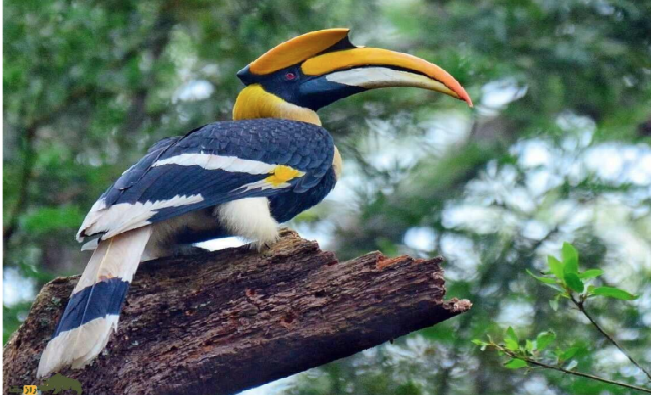 تصویر هوربیل
